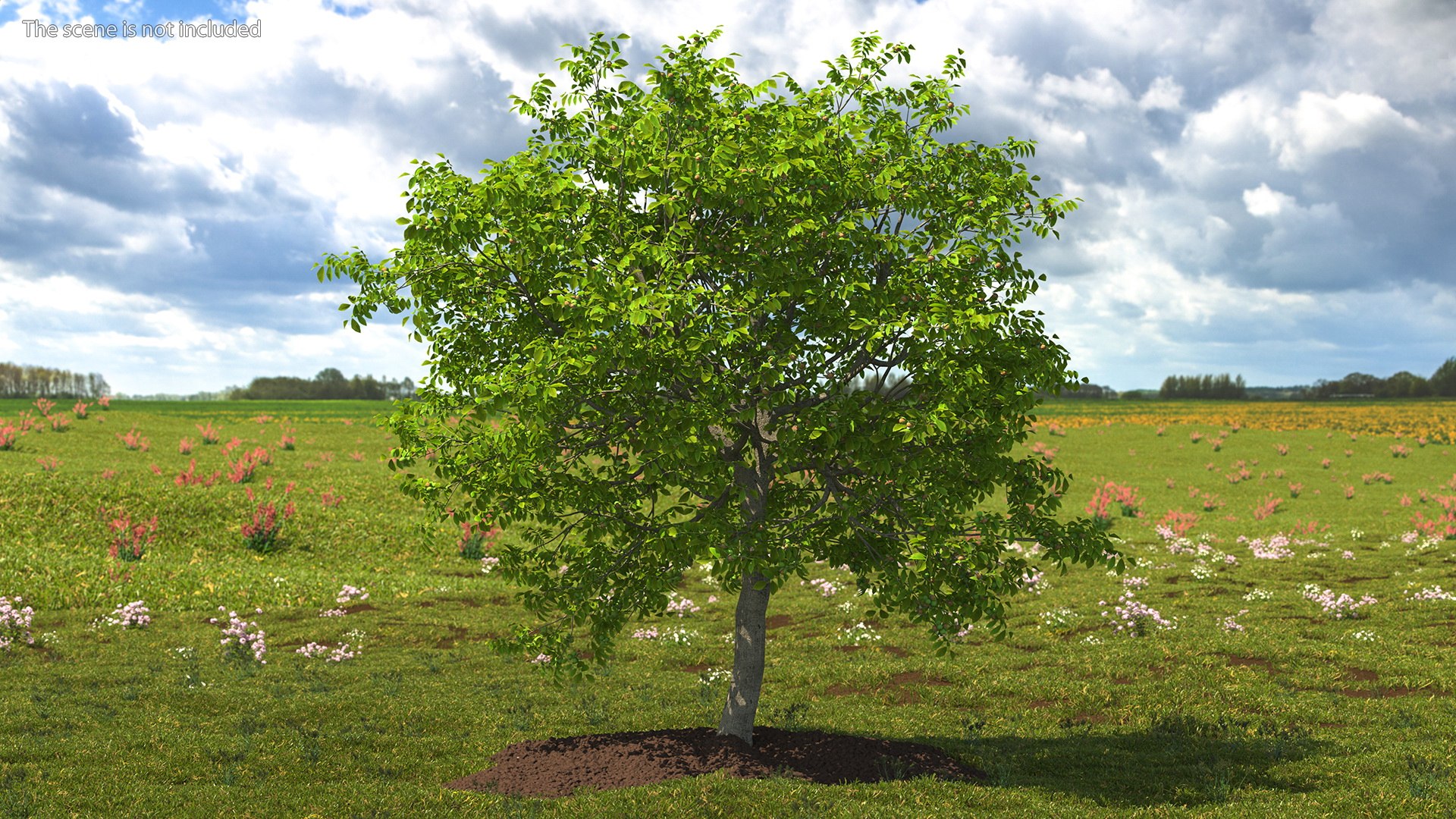walnut tree ripe nuts 3D model https://p.turbosquid.com/ts-thumb/3x/vULpey/5N/walnuttreewithripenutsc4dmodel002/jpg/1614616761/1920x1080/fit_q87/eb88ac676535d06606bdd333f57f46e84f516255/walnuttreewithripenutsc4dmodel002.jpg