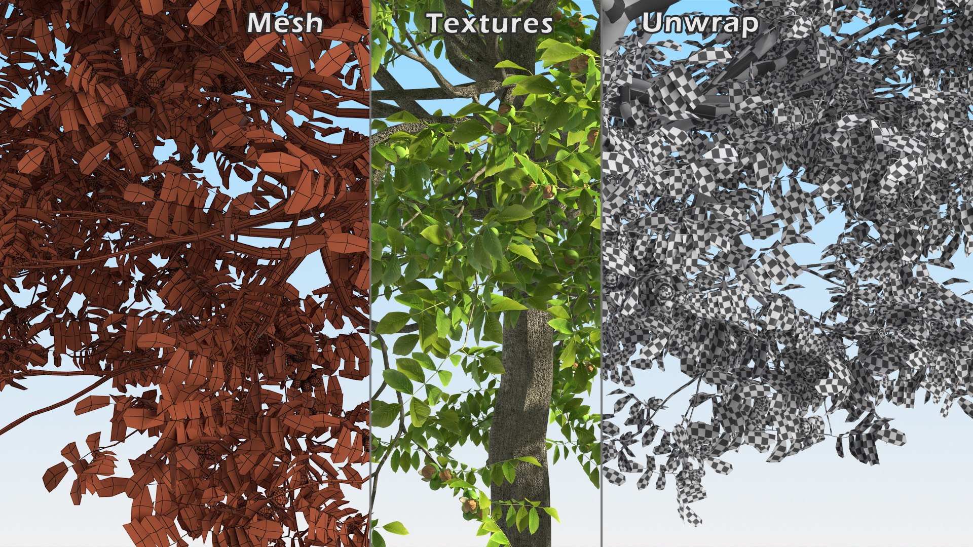walnut tree ripe nuts 3D model https://p.turbosquid.com/ts-thumb/3x/vULpey/BI/walnuttreewithripenutsc4dmodel019/jpg/1614616940/1920x1080/fit_q87/070884a54d5b879e4359ab77e36f82f58057b759/walnuttreewithripenutsc4dmodel019.jpg