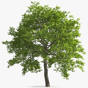 walnut tree ripe nuts 3D model