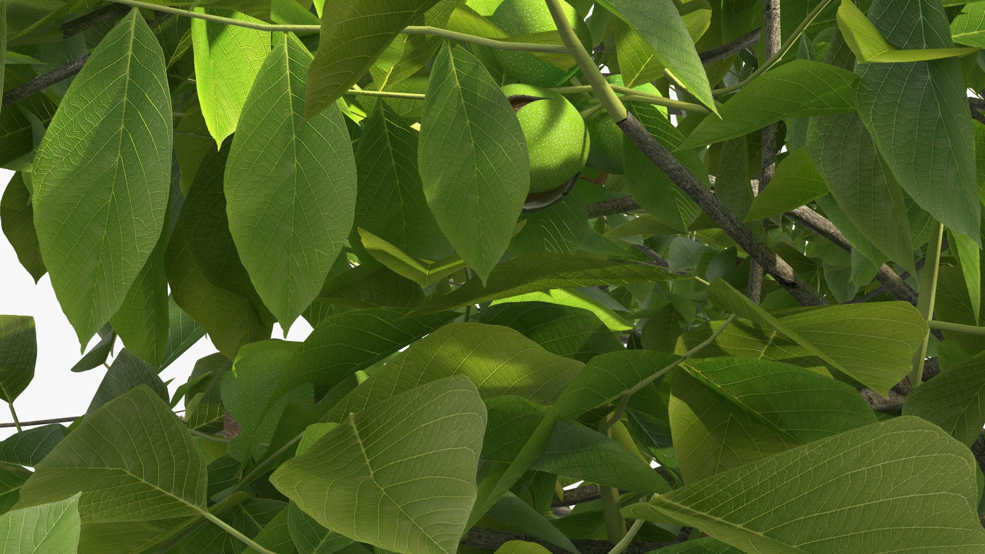 walnut tree ripe nuts 3D model https://p.turbosquid.com/ts-thumb/3x/vULpey/PX/walnuttreewithripenutsc4dmodel018/jpg/1614616928/1920x1080/fit_q87/8268bbd5da00e292b674a8670ef46674ec5ee5a1/walnuttreewithripenutsc4dmodel018.jpg