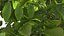 Walnut Tree with Ripe Nuts