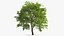 Walnut Tree with Ripe Nuts
