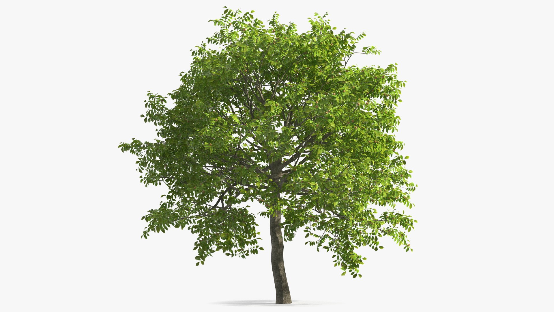 Trees with Nuts Collection 3D model preview