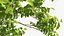Walnut Tree with Ripe Nuts