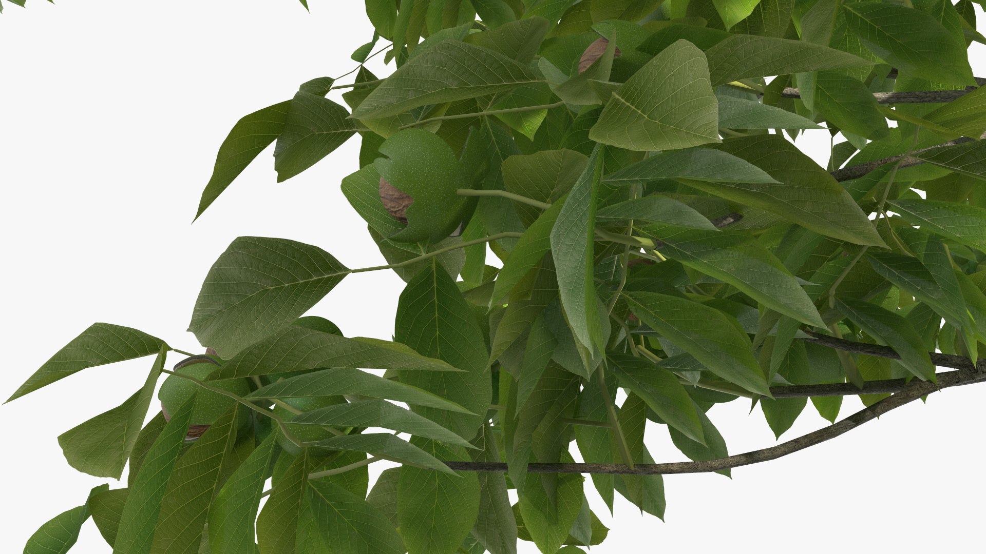 walnut tree ripe nuts 3D model https://p.turbosquid.com/ts-thumb/3x/vULpey/T7/walnuttreewithripenutsc4dmodel017/jpg/1614616917/1920x1080/fit_q87/4ae5569dace9b111efc238e4c3fc0d6f4ad011e8/walnuttreewithripenutsc4dmodel017.jpg