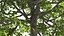 Walnut Tree with Ripe Nuts