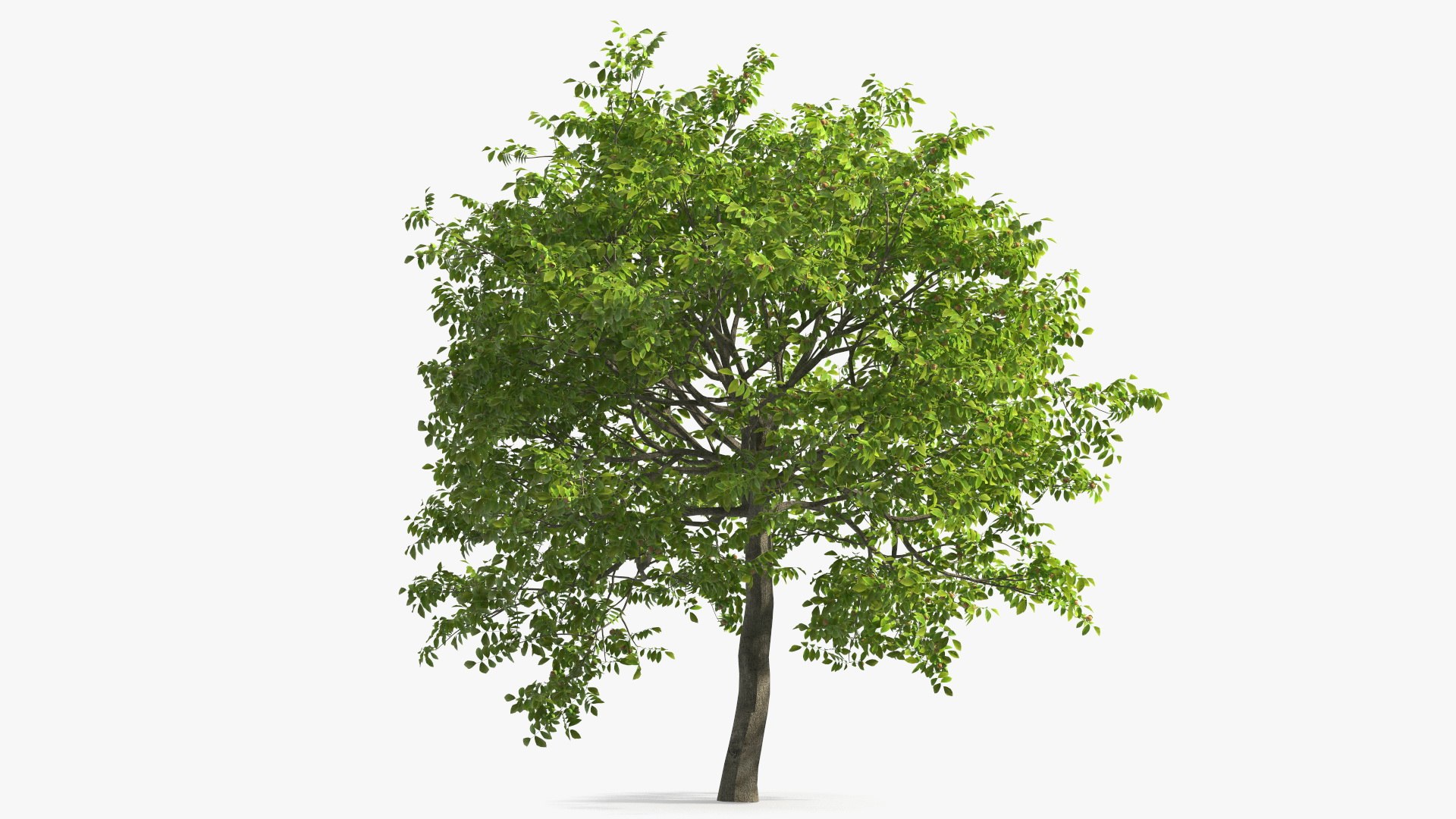 walnut tree ripe nuts 3D model https://p.turbosquid.com/ts-thumb/3x/vULpey/az/walnuttreewithripenutsc4dmodel007/jpg/1614616813/1920x1080/fit_q87/76daf4b25dd91aa9a16dd8179a84f744e8fe873a/walnuttreewithripenutsc4dmodel007.jpg
