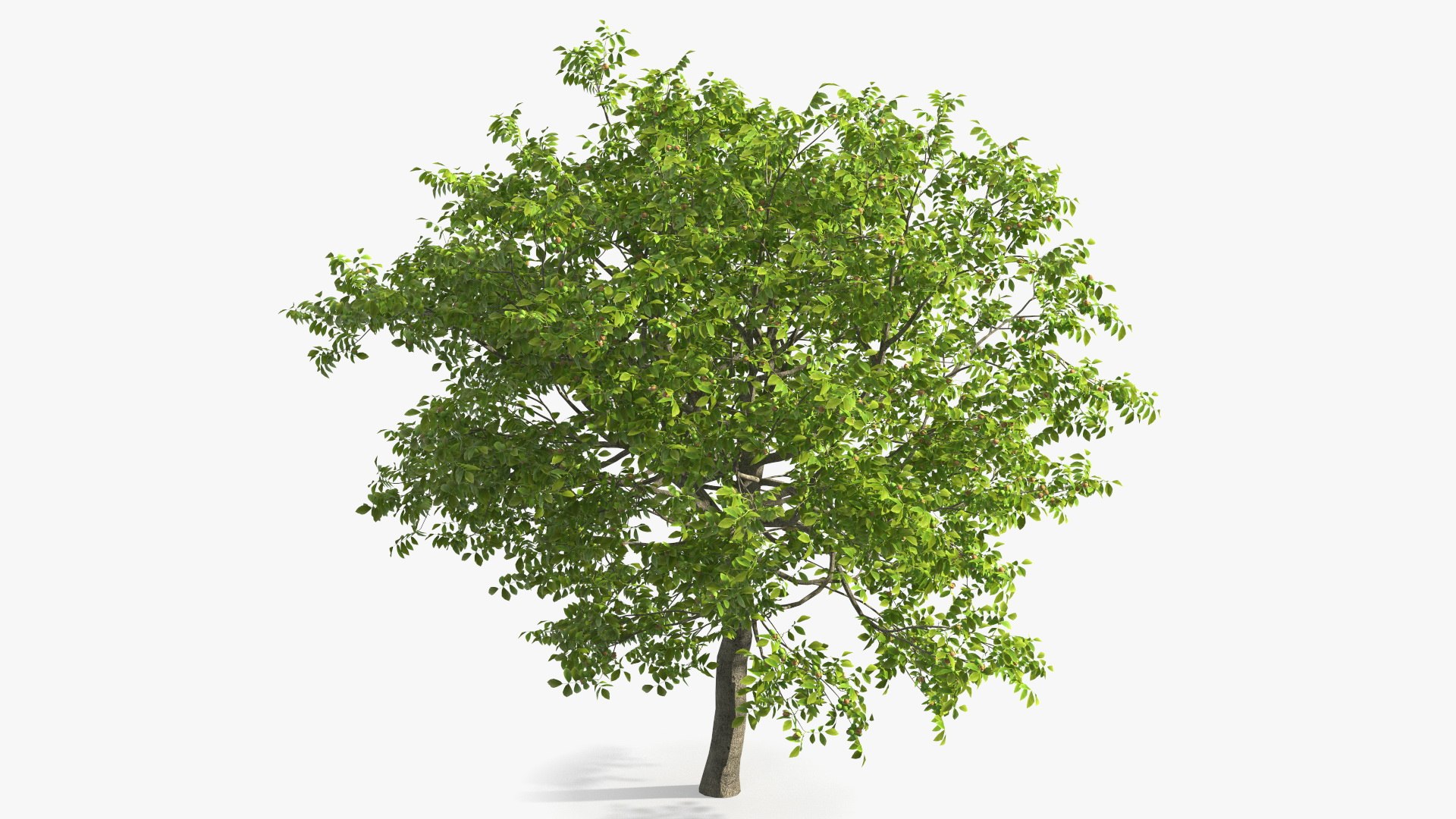 walnut tree ripe nuts 3D model https://p.turbosquid.com/ts-thumb/3x/vULpey/cD/walnuttreewithripenutsc4dmodel008/jpg/1614616823/1920x1080/fit_q87/dc238ce43a6c1b3980af7aab685d7122d964a053/walnuttreewithripenutsc4dmodel008.jpg