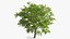 Walnut Tree with Ripe Nuts