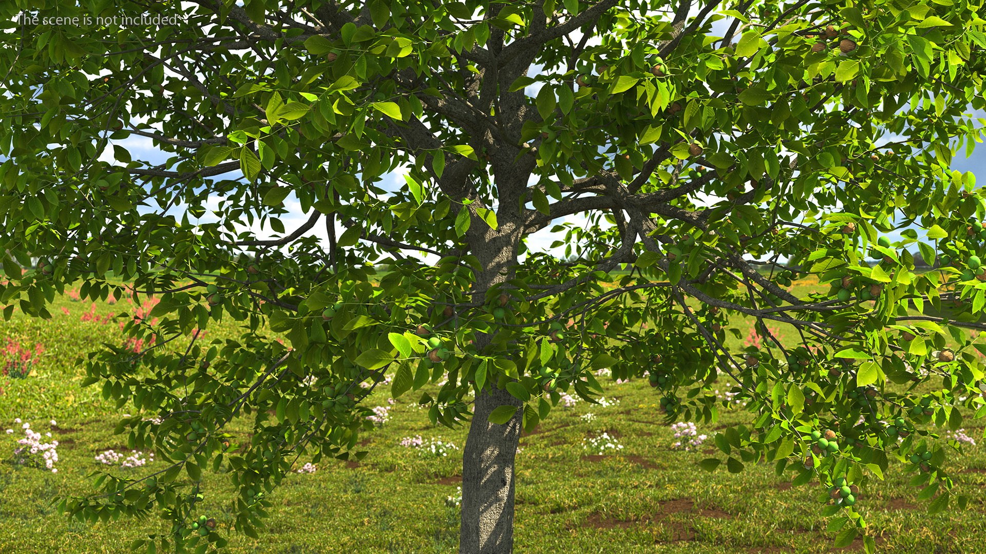 walnut tree ripe nuts 3D model https://p.turbosquid.com/ts-thumb/3x/vULpey/ds/walnuttreewithripenutsc4dmodel003/jpg/1614616771/1920x1080/fit_q87/174aecbf545b42eb34f2a7b5065460320b24c510/walnuttreewithripenutsc4dmodel003.jpg