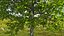Walnut Tree with Ripe Nuts