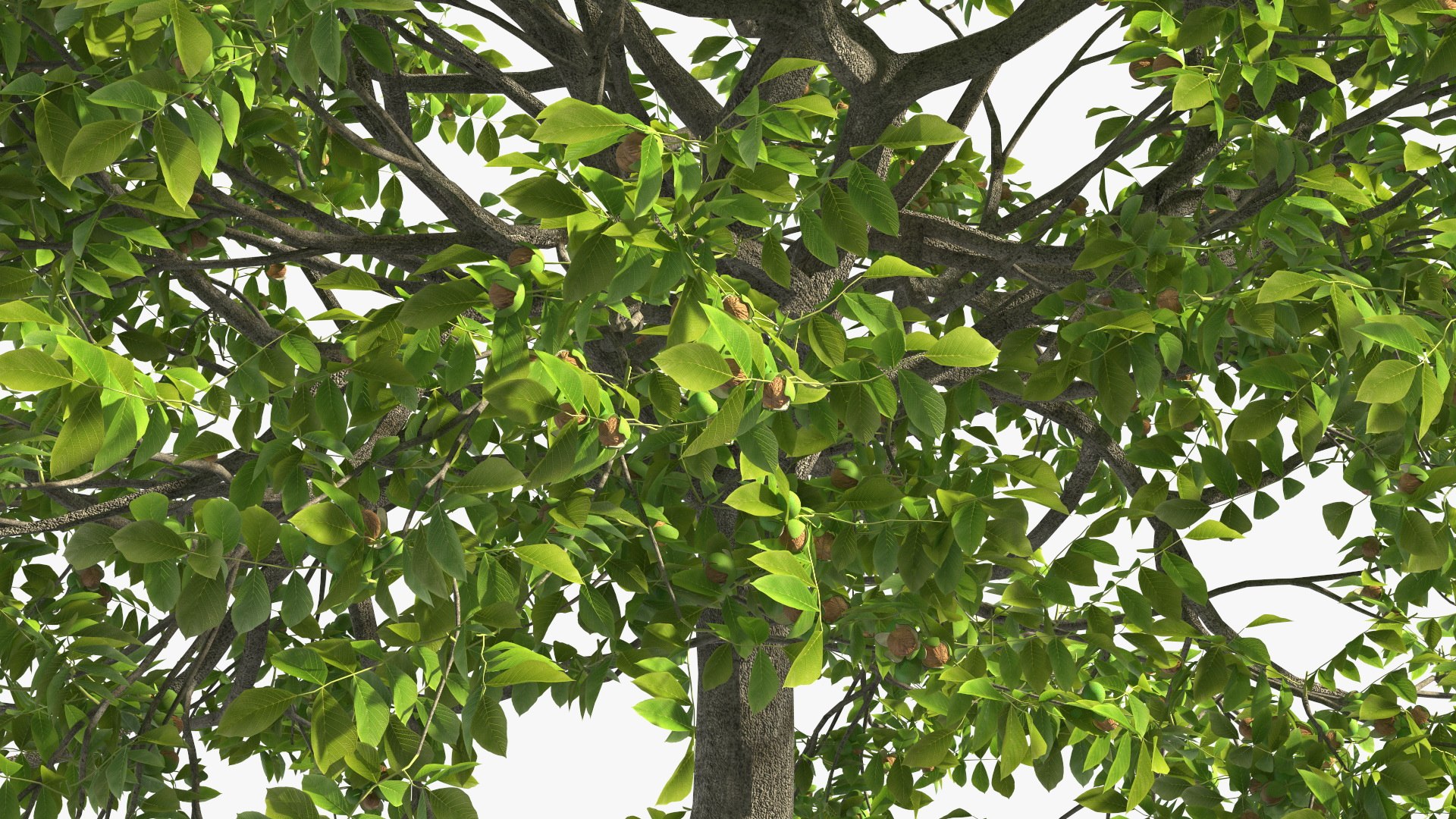 walnut tree ripe nuts 3D model https://p.turbosquid.com/ts-thumb/3x/vULpey/eP/walnuttreewithripenutsc4dmodel012/jpg/1614616865/1920x1080/fit_q87/208cbc2e14aa3ad568e1138e343aa7c6ecffd5d3/walnuttreewithripenutsc4dmodel012.jpg