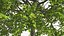 Walnut Tree with Ripe Nuts