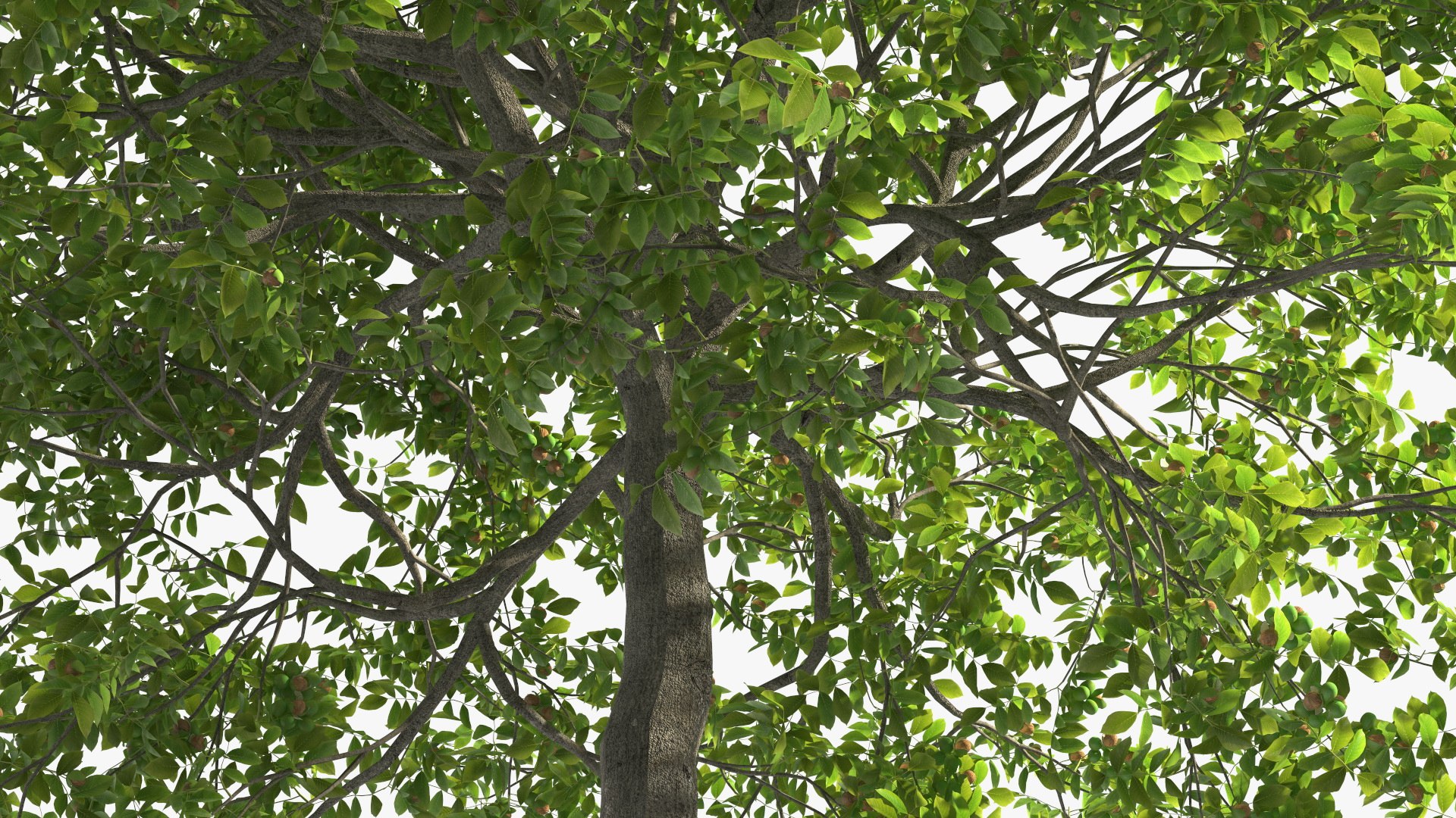 walnut tree ripe nuts 3D model https://p.turbosquid.com/ts-thumb/3x/vULpey/eT/walnuttreewithripenutsc4dmodel010/jpg/1614616843/1920x1080/fit_q87/891b098aadfd9cd931aad8ce89287f0cc72b60a3/walnuttreewithripenutsc4dmodel010.jpg