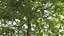 Walnut Tree with Ripe Nuts