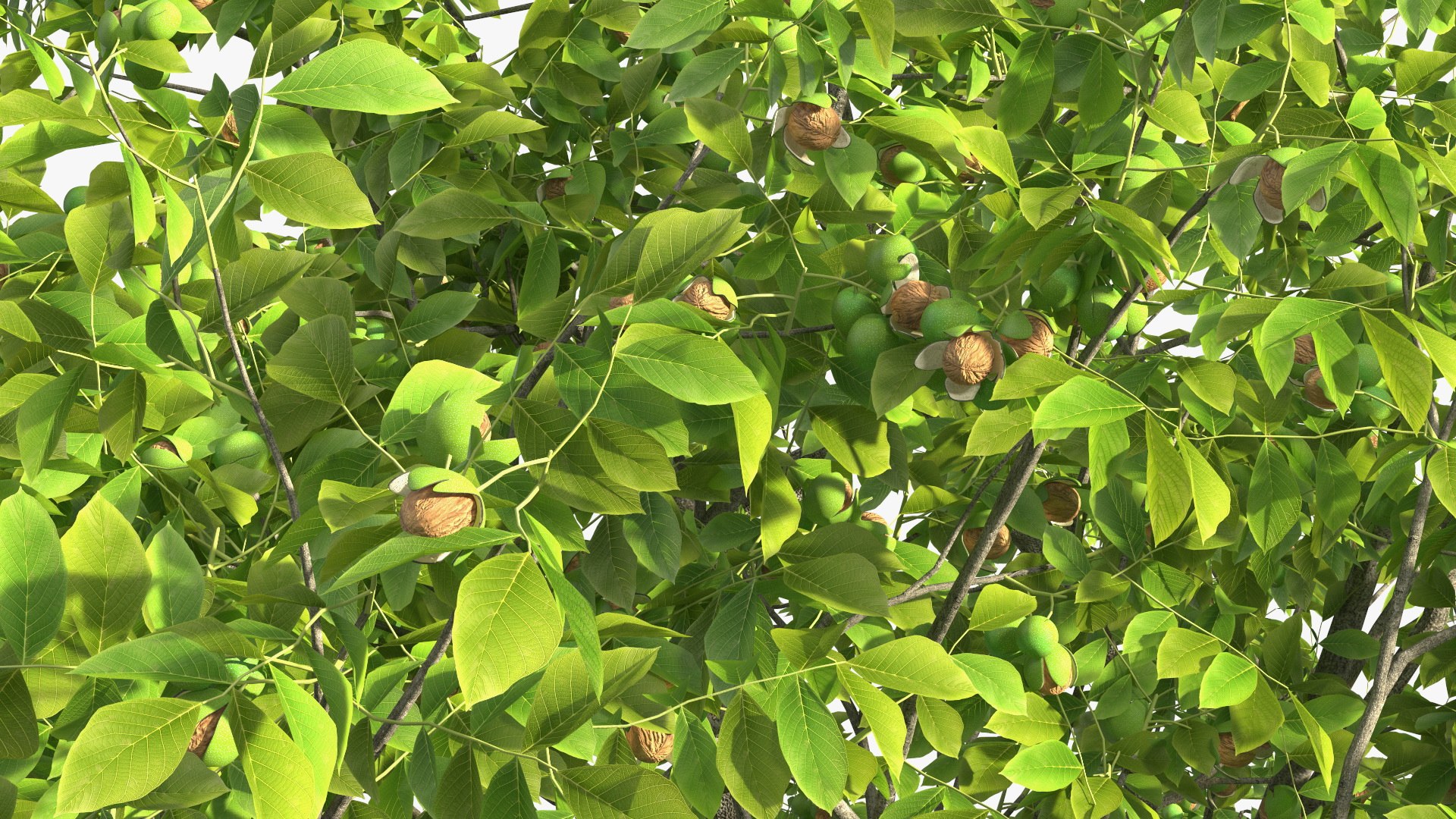 walnut tree ripe nuts 3D model https://p.turbosquid.com/ts-thumb/3x/vULpey/ep/walnuttreewithripenutsc4dmodel013/jpg/1614616875/1920x1080/fit_q87/a876a49ee5f499950240ebc482d37185df6cbfd8/walnuttreewithripenutsc4dmodel013.jpg