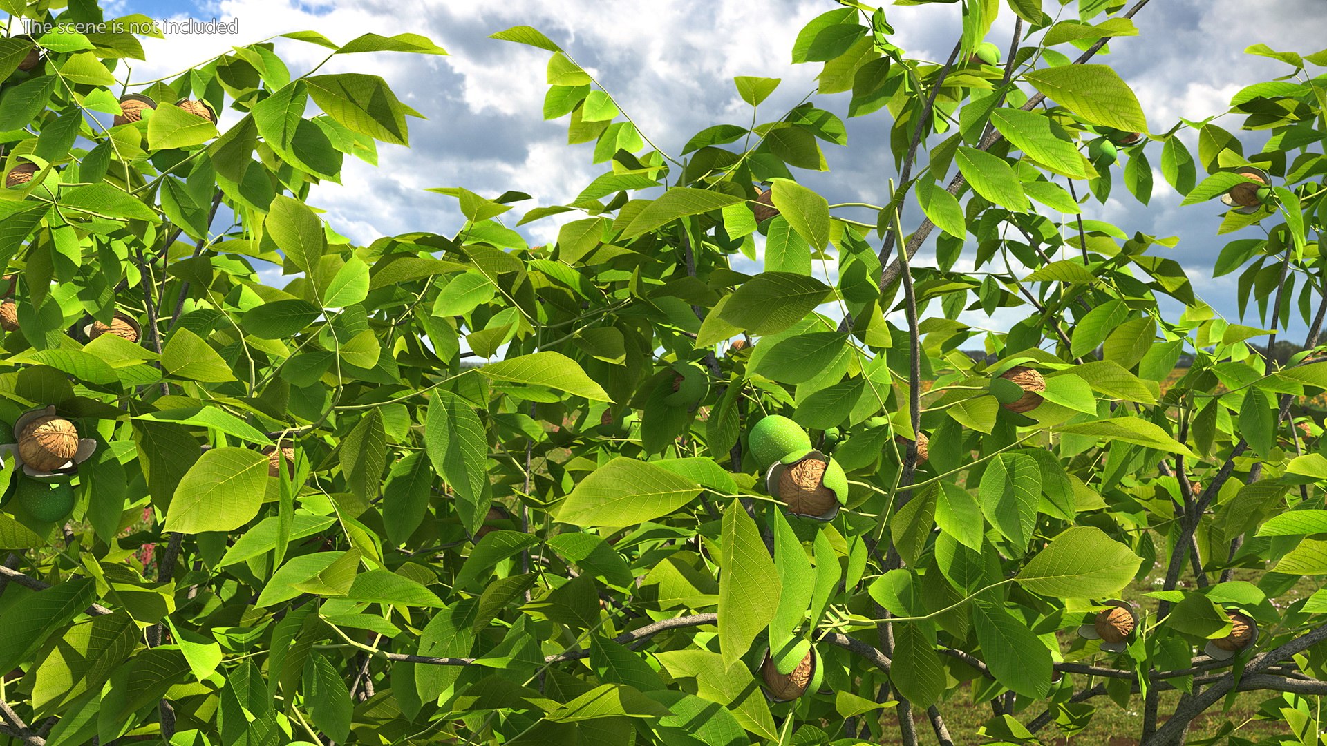 walnut tree ripe nuts 3D model https://p.turbosquid.com/ts-thumb/3x/vULpey/pj/walnuttreewithripenutsc4dmodel004/jpg/1614616780/1920x1080/fit_q87/1b0eaa5c9a74404b4018edf0040019d3ca83a09b/walnuttreewithripenutsc4dmodel004.jpg