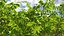 Walnut Tree with Ripe Nuts