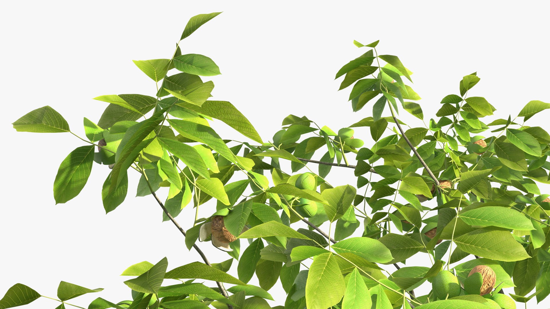 walnut tree ripe nuts 3D model https://p.turbosquid.com/ts-thumb/3x/vULpey/u9/walnuttreewithripenutsc4dmodel016/jpg/1614616907/1920x1080/fit_q87/a2f8d862317ab20f107dab7c48abefb2ee1a6a31/walnuttreewithripenutsc4dmodel016.jpg