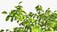 Walnut Tree with Ripe Nuts