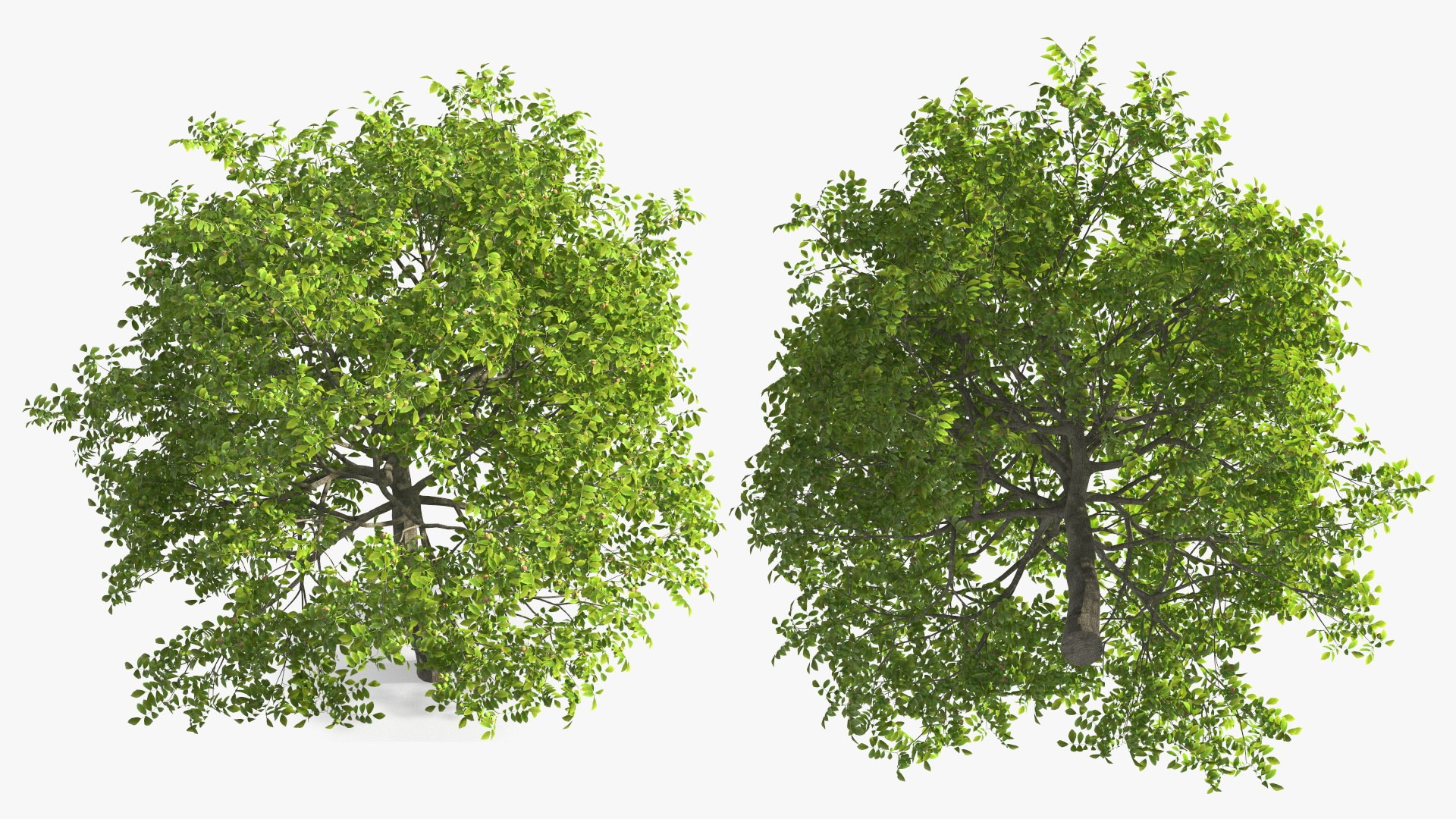 walnut tree ripe nuts 3D model https://p.turbosquid.com/ts-thumb/3x/vULpey/va/walnuttreewithripenutsc4dmodel009/jpg/1614616833/1920x1080/fit_q87/d46b20246102495ffa3cf2c55f0489ad7c86e276/walnuttreewithripenutsc4dmodel009.jpg