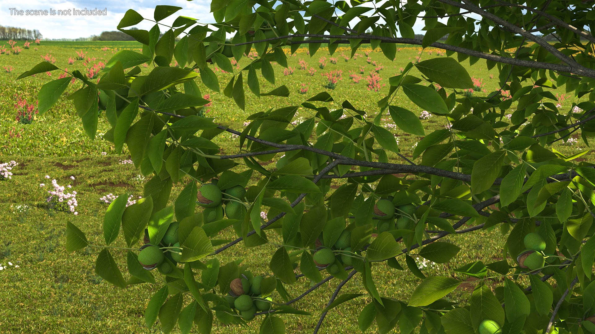 walnut tree ripe nuts 3D model https://p.turbosquid.com/ts-thumb/3x/vULpey/yH/walnuttreewithripenutsc4dmodel005/jpg/1614616791/1920x1080/fit_q87/603db56b7ac18da79a89f348989803cd97ab6498/walnuttreewithripenutsc4dmodel005.jpg