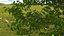 Walnut Tree with Ripe Nuts
