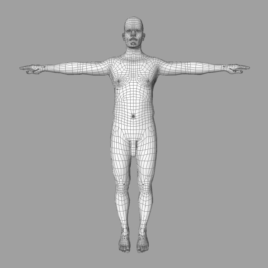 3d skeleton anatomy man human