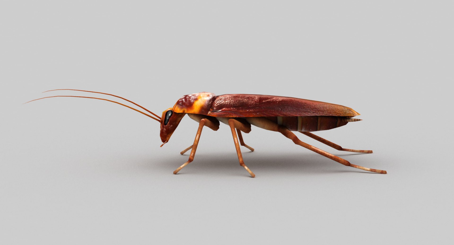 3d Model Rigged Cockroach