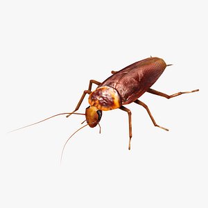 3d model rigged cockroach