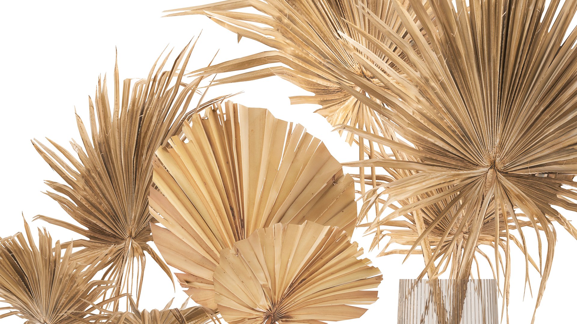 3D Floral bouquet of dry palm leaves in a vase 133 https://p.turbosquid.com/ts-thumb/3y/GszCLe/dC/1drypalm0608202107/jpg/1628337885/1920x1080/fit_q87/91cefb61b805f1f5a1e72381dbd9f3743be09c0c/1drypalm0608202107.jpg