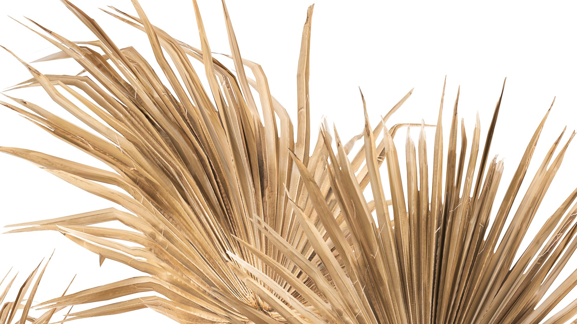3D Floral bouquet of dry palm leaves in a vase 133 https://p.turbosquid.com/ts-thumb/3y/GszCLe/xB/1drypalm0608202108/jpg/1628337884/1920x1080/fit_q87/c4f8b0a6b04014eb90199217bfeb013d10d17e06/1drypalm0608202108.jpg