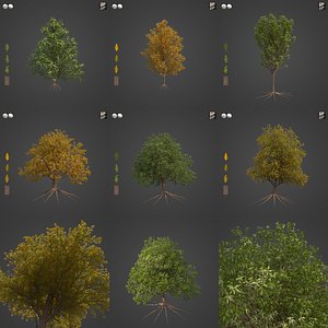 2021 PBR Pyrenean Oak Collection - Quercus Pyrenaica 3D