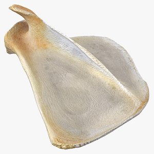Kangaroo Red Necked Wallaby Scapula 01