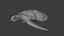 Sea Turtle Animated