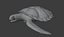 Sea Turtle Animated