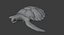 Sea Turtle Animated