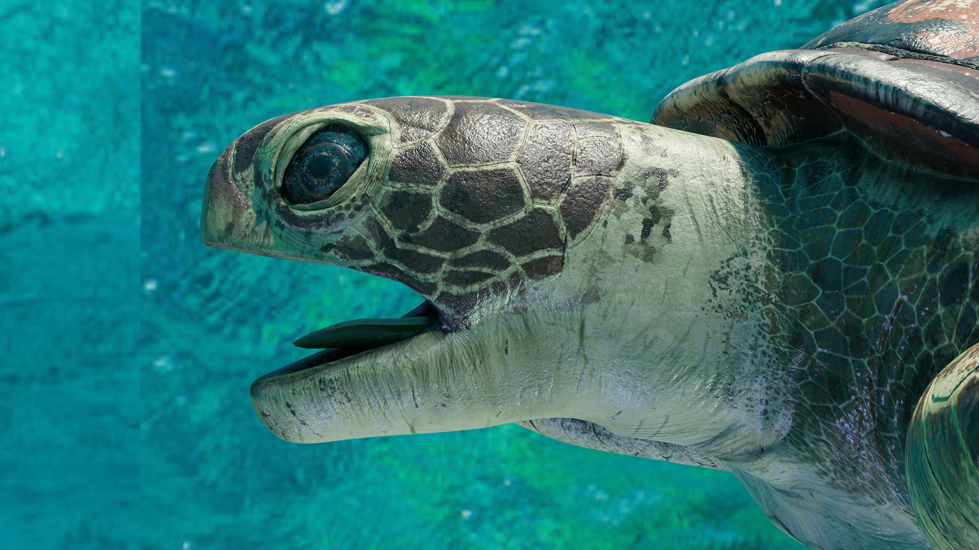 3D Sea Turtle Animated model https://p.turbosquid.com/ts-thumb/3y/aHpnsL/Fj/example6/png/1660682609/1920x1080/fit_q87/881a0ae59b473ccf77126340766fbfdcb7675052/example6.jpg