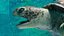 Sea Turtle Animated