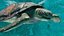 Sea Turtle Animated