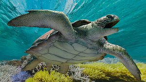 3D Sea Turtle Animated model
