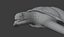 Sea Turtle Animated