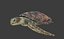 Sea Turtle Animated