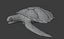 Sea Turtle Animated