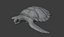 Sea Turtle Animated