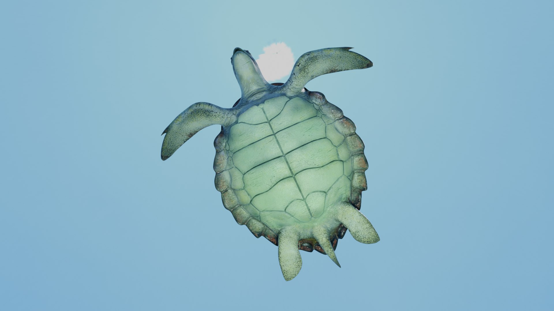 3D Sea Turtle Animated model https://p.turbosquid.com/ts-thumb/3y/aHpnsL/yx/example4/png/1660682587/1920x1080/fit_q87/1b339b80331fbb82e2b16cbe95c6fd95527279b0/example4.jpg