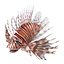 Lionfish