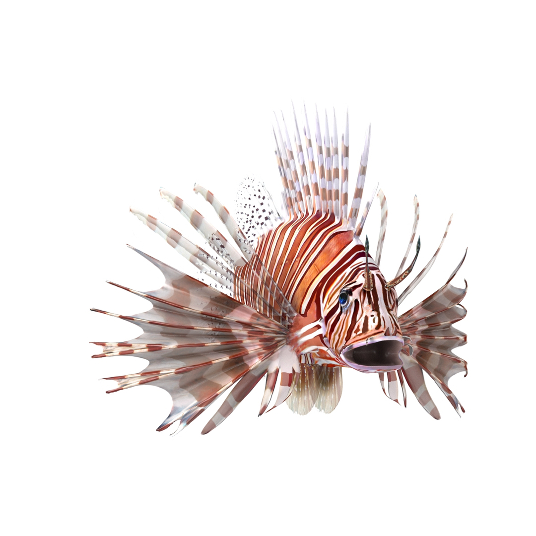 lion fish 3d max https://p.turbosquid.com/ts-thumb/3y/aJ4kTv/26xM8gVG/lionfish_360/jpg/1455273312/1920x1080/turn_fit_q99/3d1a9f7ff2acb132f59066464466e9a7d094edc7/lionfish_360-1.jpg
