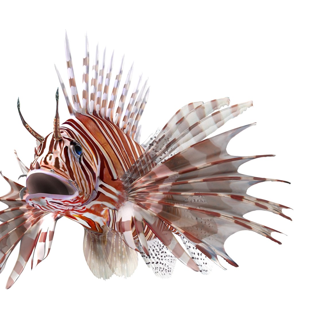 lion fish 3d max https://p.turbosquid.com/ts-thumb/3y/aJ4kTv/3hswdhz1/lionfish3dmodel16/jpg/1455277652/1920x1080/fit_q87/c2714b322aadf12b72714a78209c5ab0df689845/lionfish3dmodel16.jpg