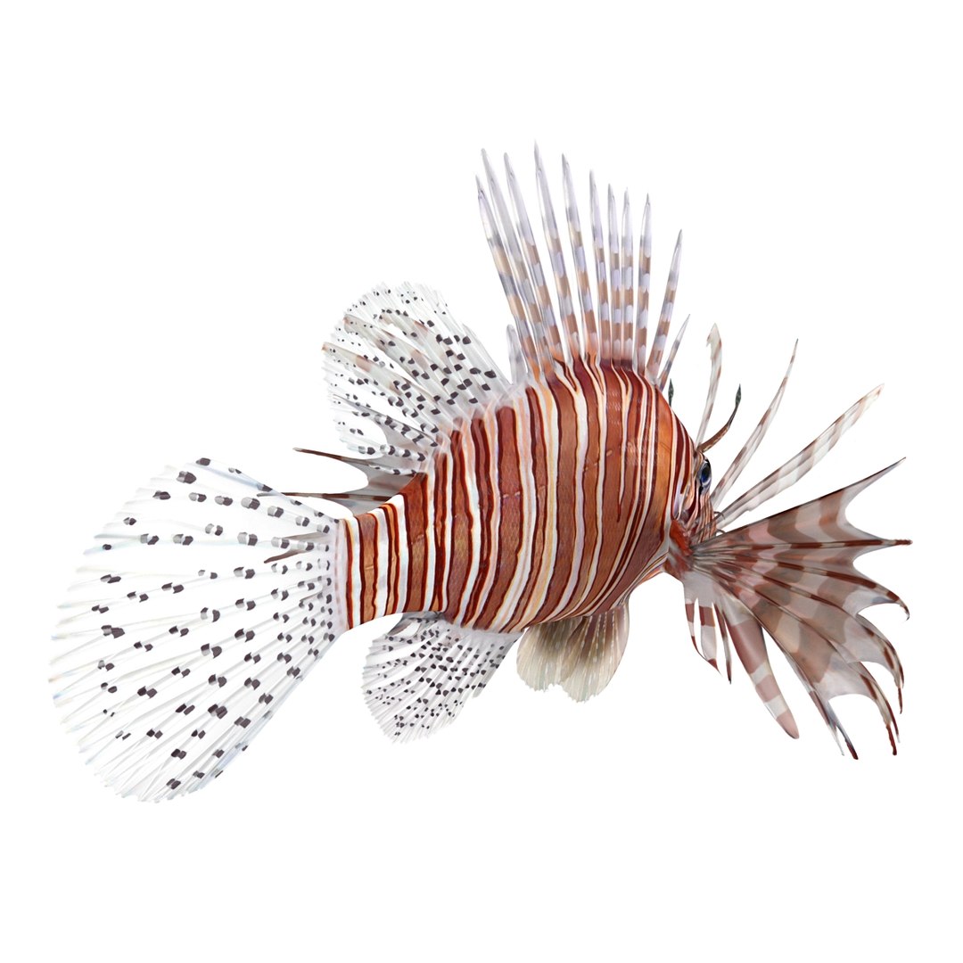 lion fish 3d max